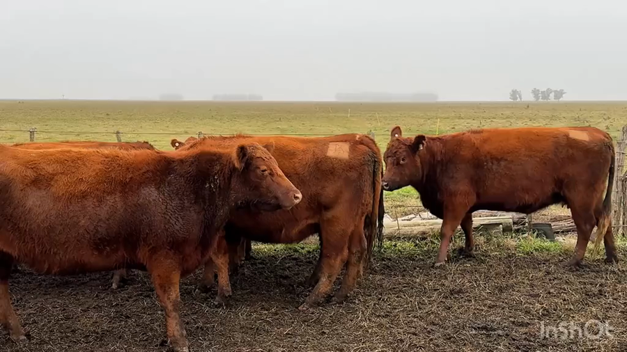 Lote 13 Vacas nuevas C/ gtia de preñez