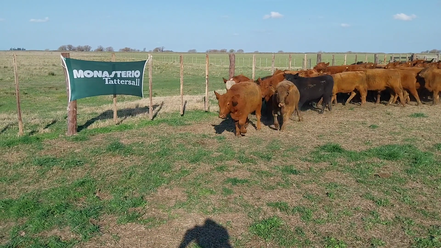 Lote 86 Terneros EN GRAL LAMADRID