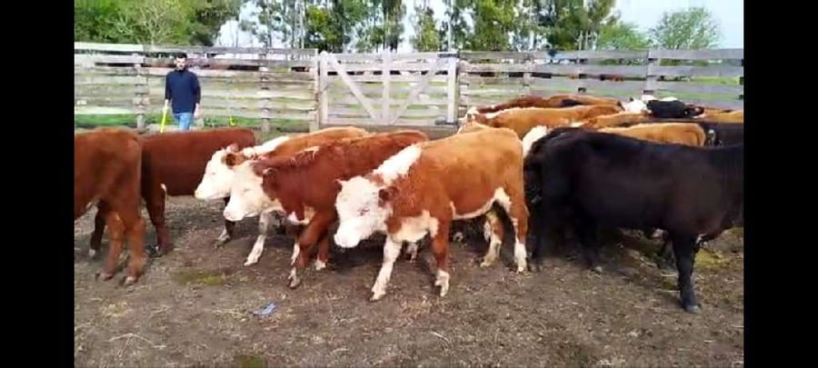 Lote 45 Terneros/as en Entre Ríos, Concepción del Uruguay
