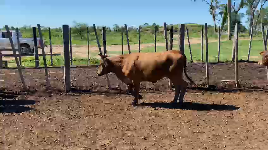 Lote 75 Vaquillonas en Palo Santo, Formosa