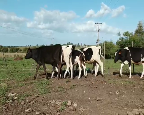 Lote (Vendido)8 Terneros HOLANDO a remate en Entre Martillos 149kg -  en MANANTIALES