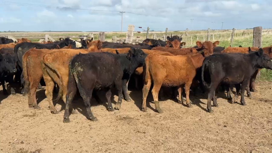 Lote 59 Terneras