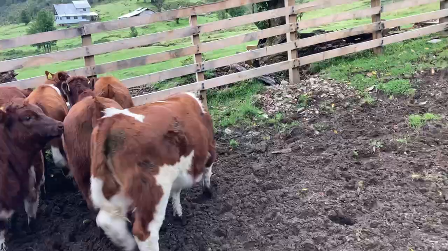 Lote 11 Ternera en Cisnes, XI Región Aysén