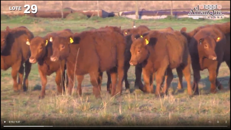 Lote 10 Vaquillonas Para Madre - Santa Anita, Entre Rios