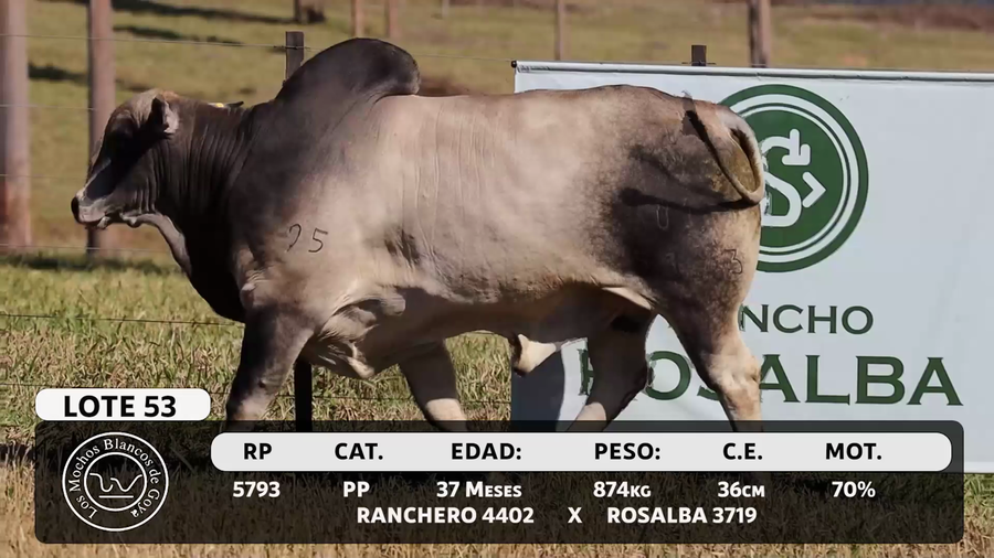 Lote LOTE 53