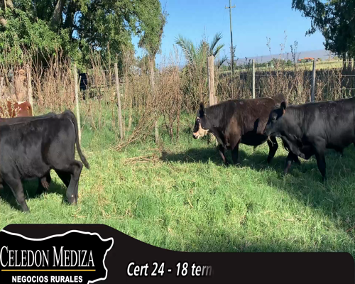 Lote (Vendido)18 Terneros 13 AA,  7 SH X LI a remate en 14 remate por pantalla - Celedón 180kg - , Colonia