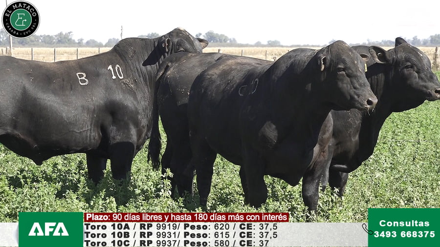 Lote """EL MATACO"" Toros"