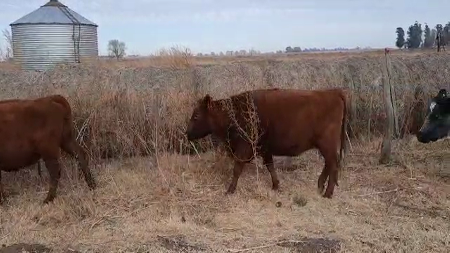 Lote 17 Vacas usadas preñadas en Pellegrini, Buenos Aires