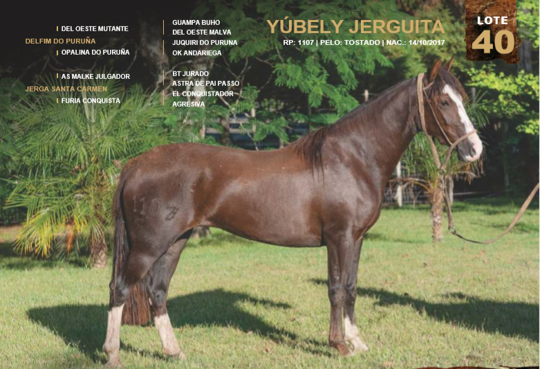Lote YÚBELY JERGUITA