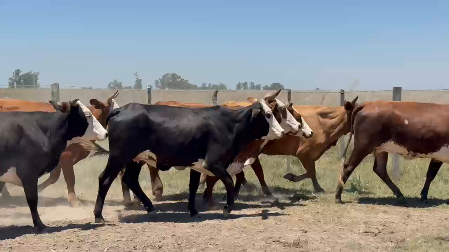 Lote 14 Vaquillonas en Corrientes, Paso de Los Libres