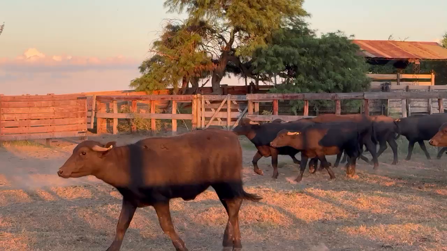 Lote 40 Novillitos