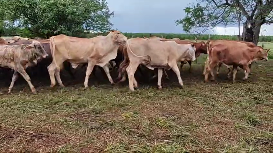 Lote 54 Vaquillonas en Virasoro, Corrientes