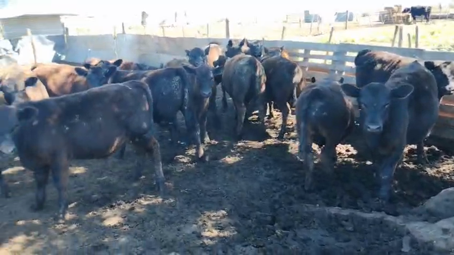 Lote 40 Terneros/as en Pehuajó