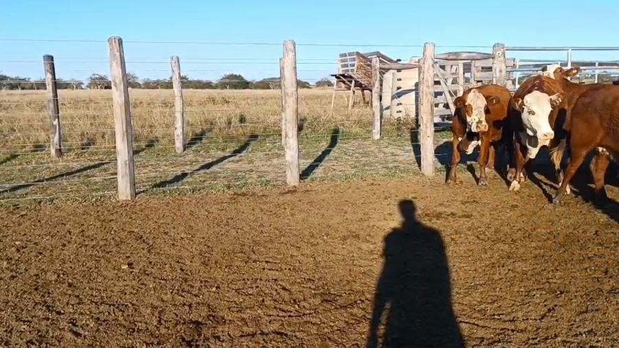 Lote 121 Vacas de invernar en Corrientes, Curuzu Cuatia