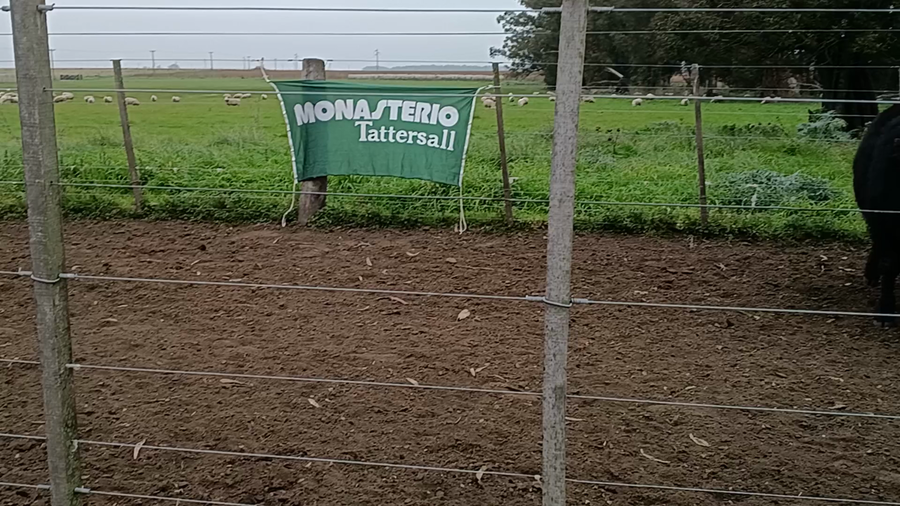 Lote 110 Terneros/as en Buenos Aires, San Cayetano