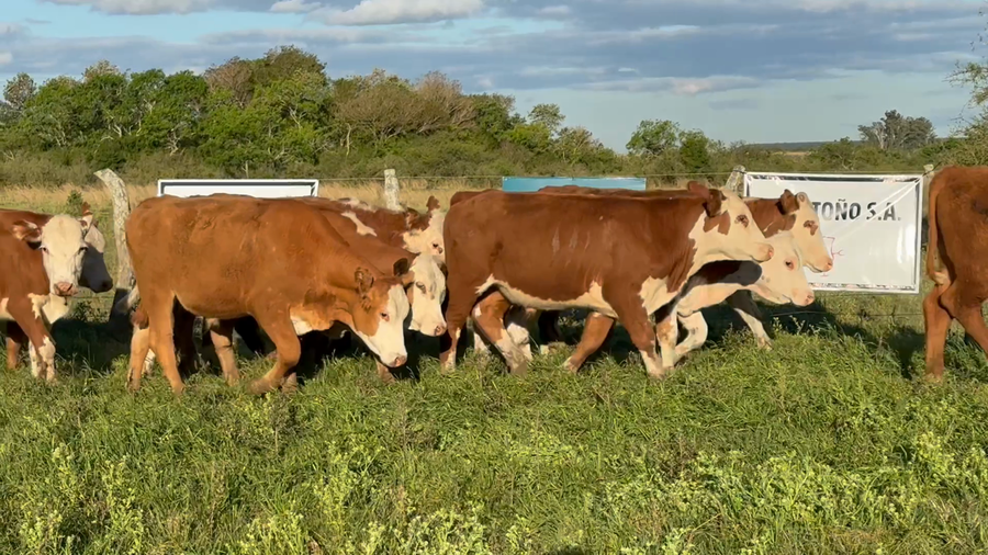 Lote 105 Terneros en Corrientes, Mercedes