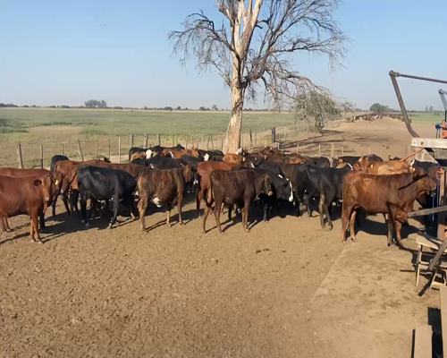 Lote 50 Vaquillonas C/ gtia de preñez en Ceres, Santa Fe