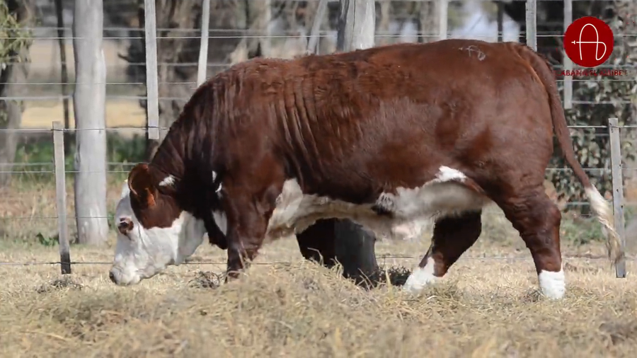 Lote VAQUILLONAS BRAFORD SUNCHALES 2025 EL ALJIBE