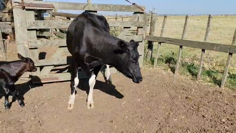 Lote Vacas de Invernada 450kg - , San José