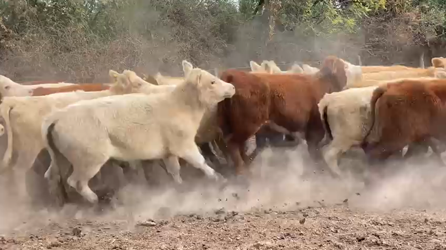 Lote 35 Terneros y 35 Terneras Braford Cuartinos y sus cruzas en San Cristóbal, Santa Fe