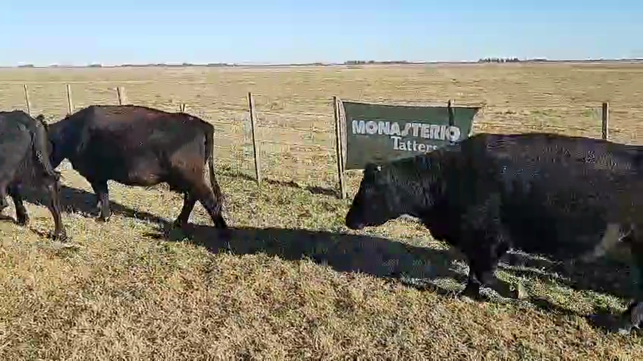 Lote 38 Vacas CUT PÑ en Huanguelen