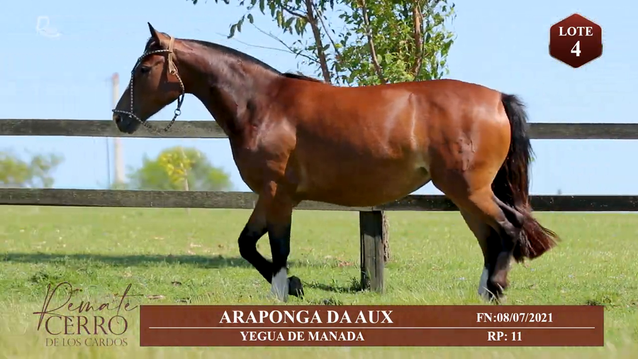 Lote ARAPONGA DA AUX