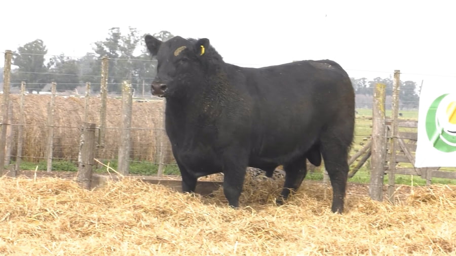 Lote TOROS PUROS POR CRUZA