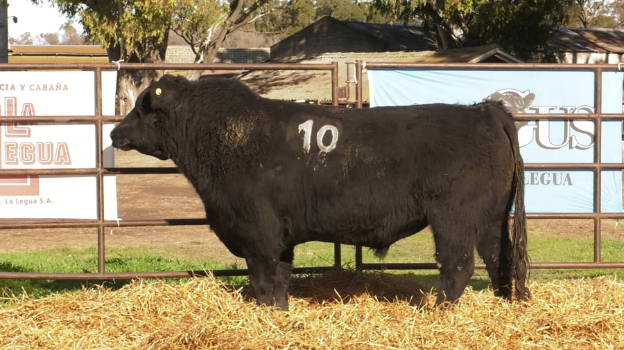 Lote TOROS ANGUS NEGROS PC