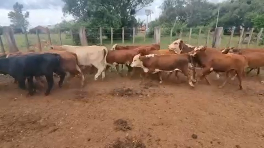 Lote 120 Terneros en Ituzaingó, Corrientes