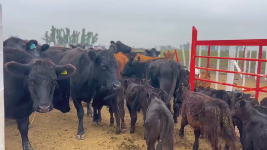 Lote 56 Vaquillonas C/ cria en Brandsen, Buenos Aires