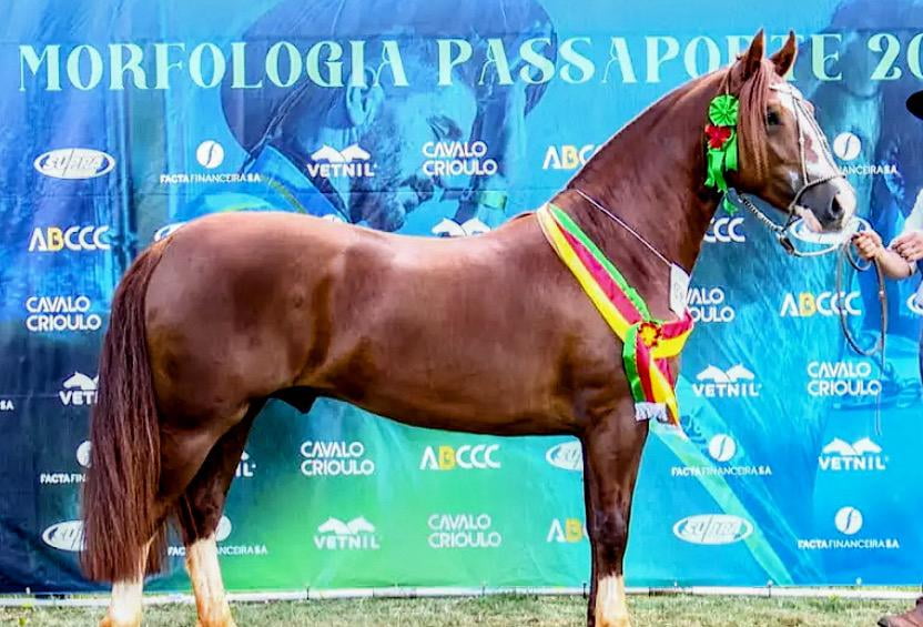 Lote 10 SERVICIOS DEL BASCO ENCUENTRO Y AMIGO DO TAMBORE