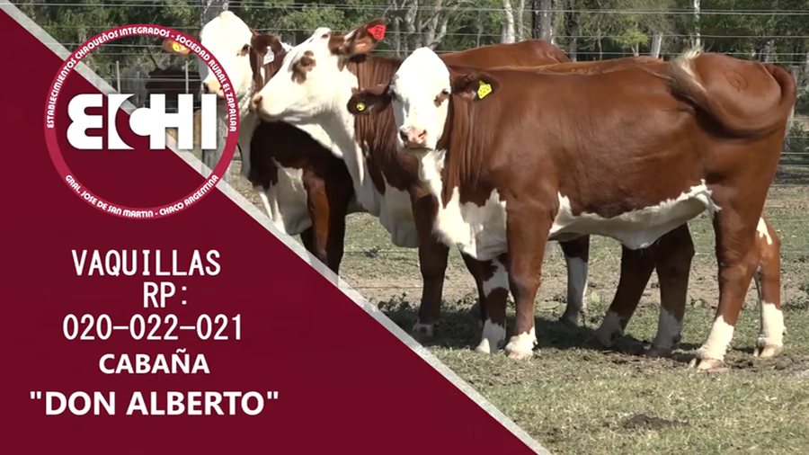 Lote VAQUILLAS PREÑADAS BRAFORD CABAÑA DON ALBERTO