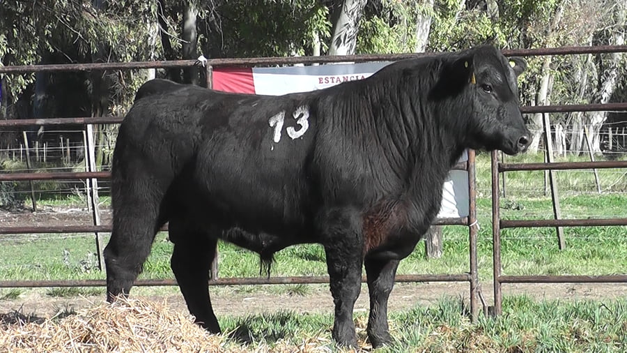 Lote ANGUS PURO CONTROLADO