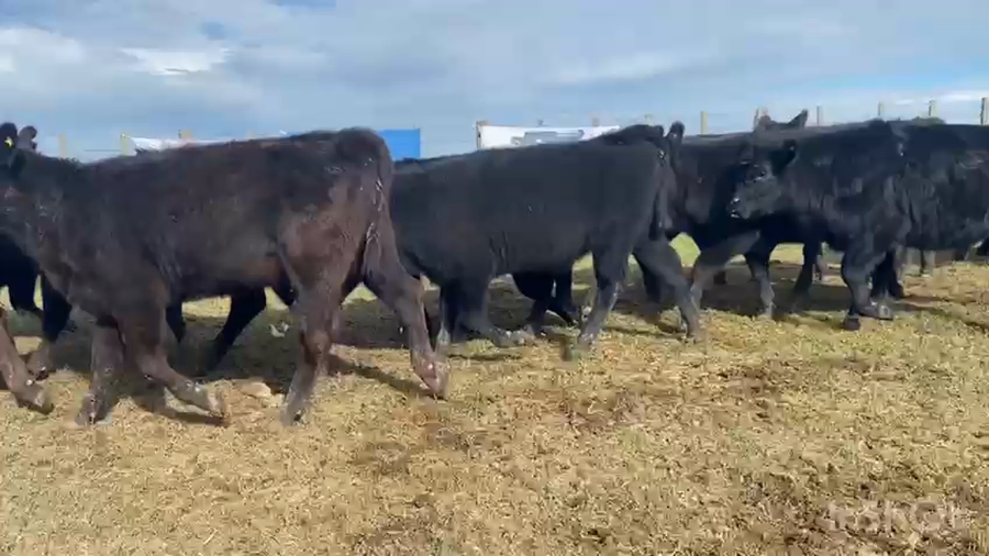 Lote 60 Terneras en Dolores, Buenos Aires