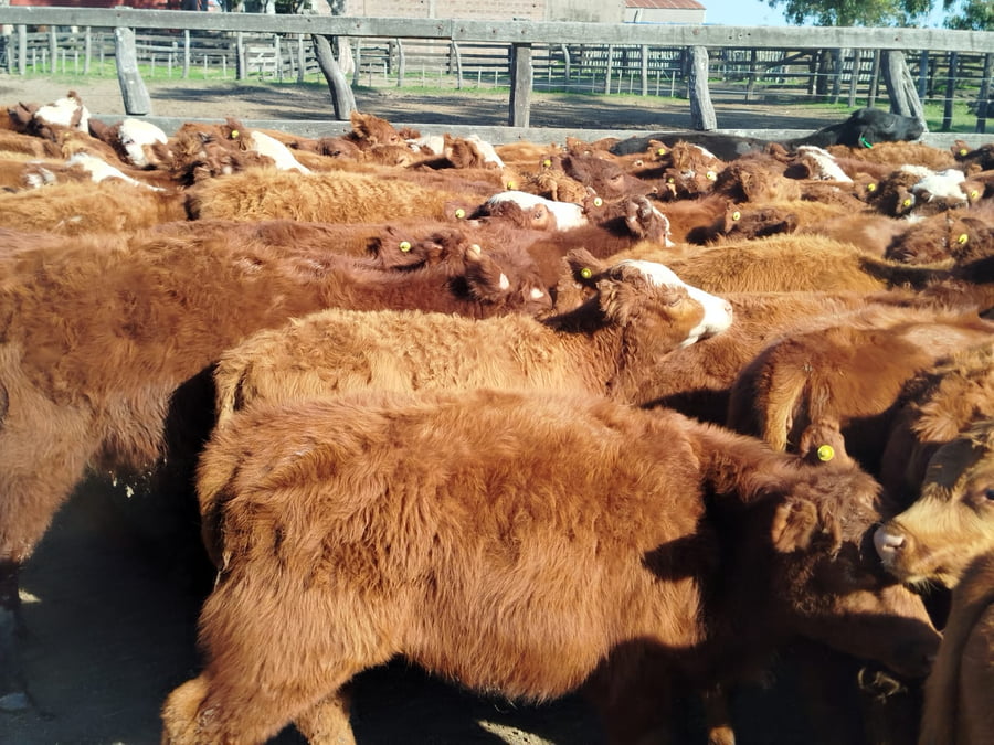 Lote 70 Terneros/as en Corrientes, Curuzu Cuatia