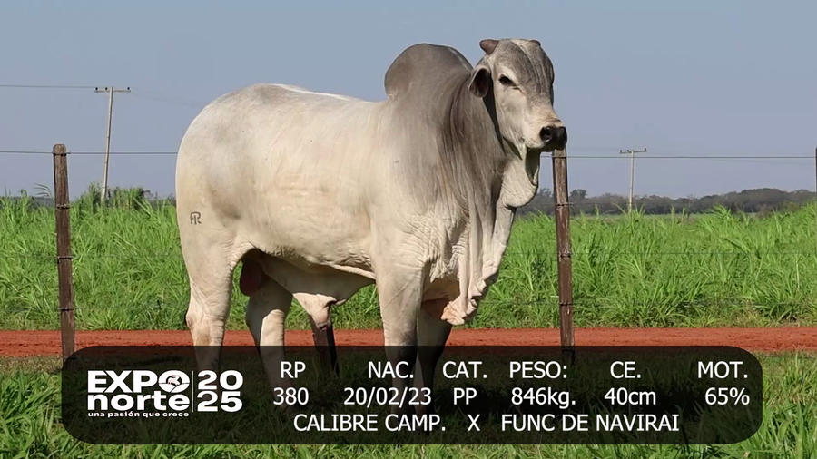 Lote NORDESTE