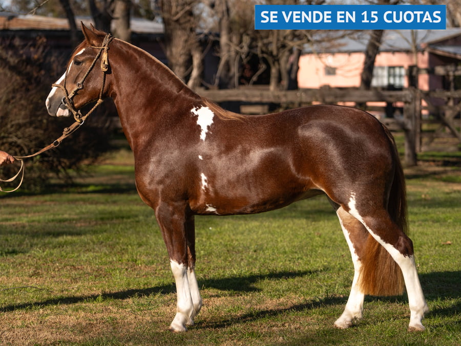 Lote SOSEGADO CHICHARRITA