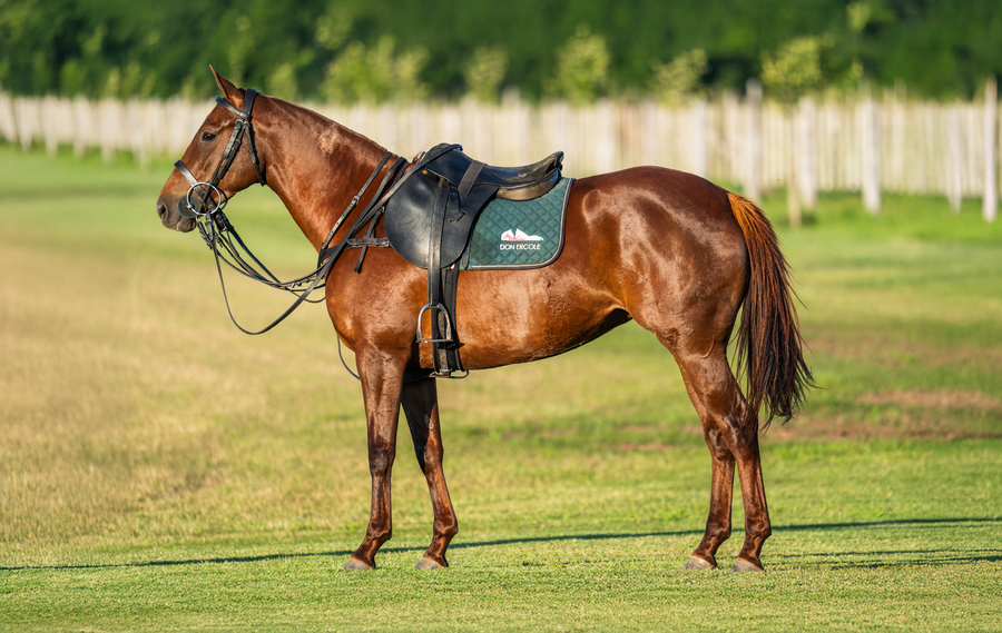 Lote DON ERCOLE CASAMENTERA