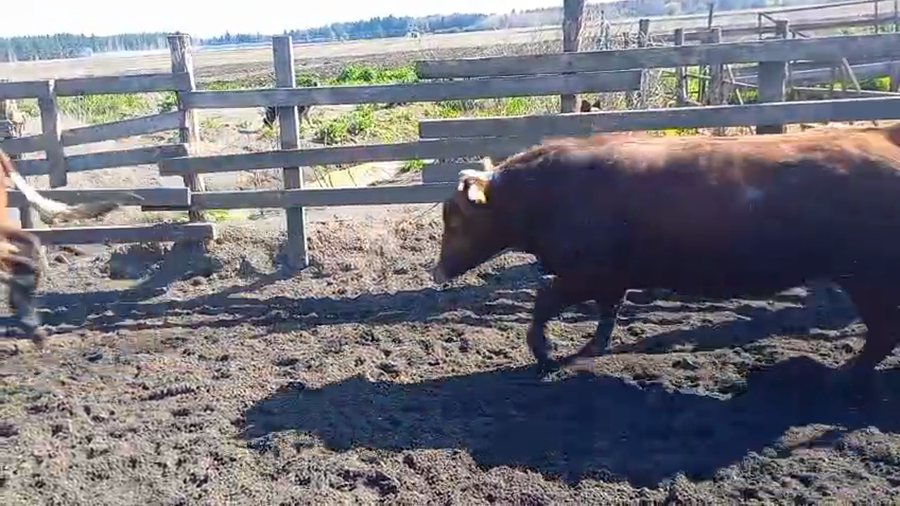 Lote 40 Novillo Gordo en Cabrero, VIII Región Biobío