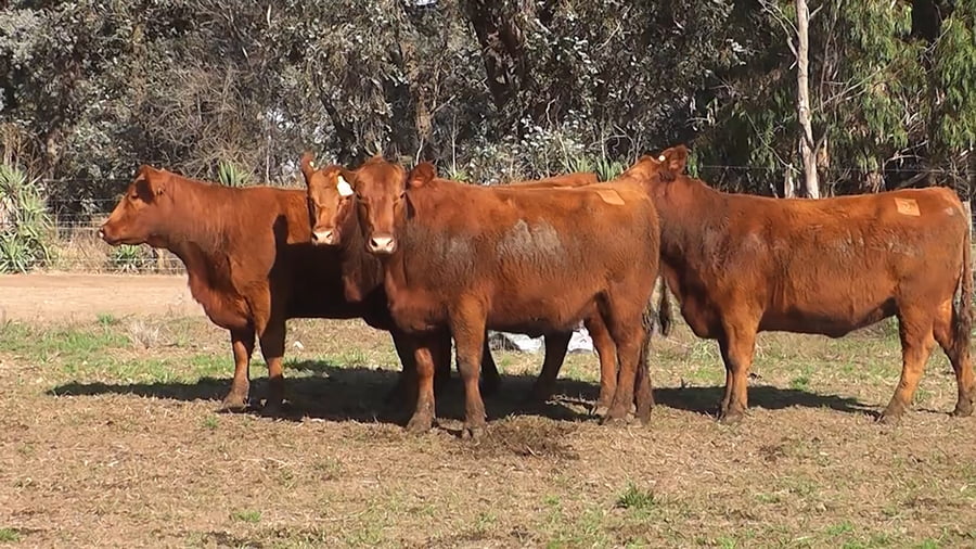 Lote VAQUILLONAS PURAS CONTROLADAS CON GARANTIA DE PREÑEZ