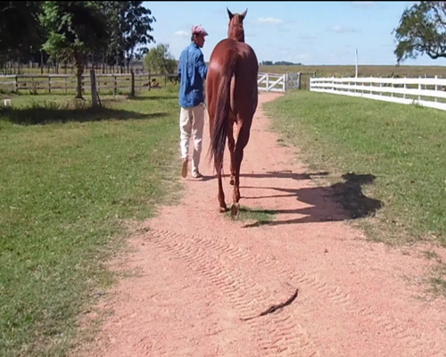 Lote O CHICO CARVER MR