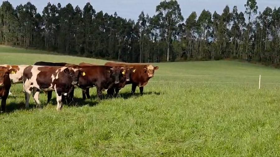 Lote 50 Novillo Engorda en LLanquihue, X Región Los Lagos