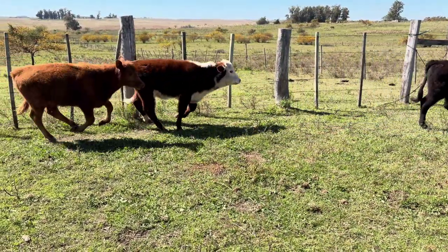 Lote TERNEROS Y TERNERAS