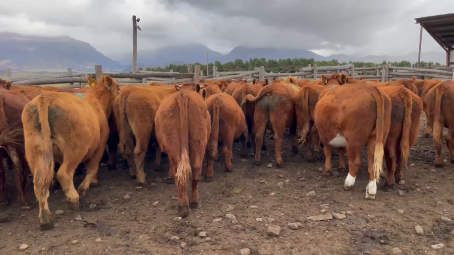 Lote 45 Novillo Engorda en Coyhaique, XI Región Aysén