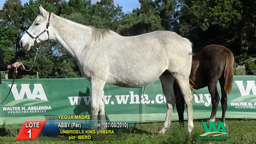 Lote ABBY (Per)