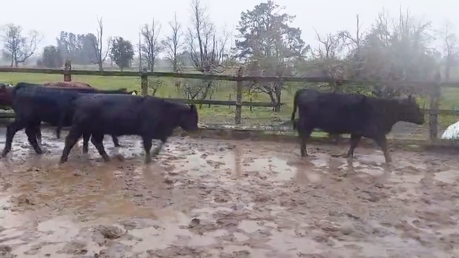 Lote 48 Vaquilla Engorda en Río Bueno, XIV Región Los Ríos