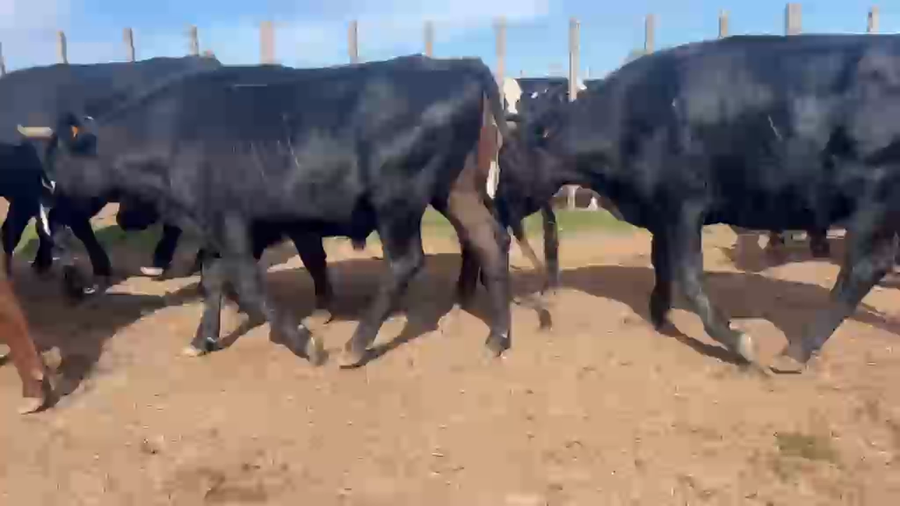 Lote 14 Novillos a remate en Pantalla Especial de Otoño, San José