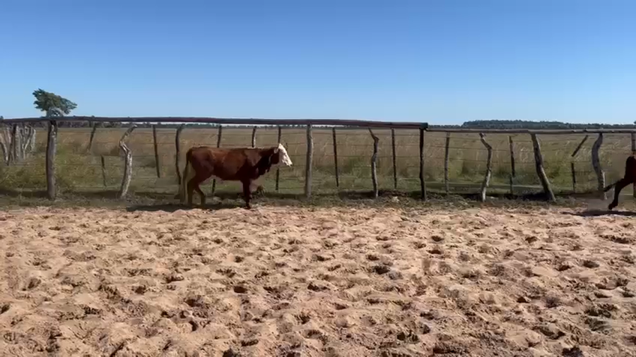 Lote 8 Terneros en Corrientes, Tatacua