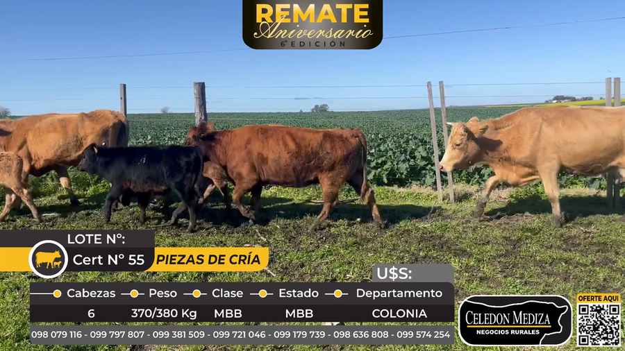 Lote 6 Piezas de cría en La Horqueta, Colonia