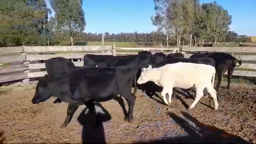 Lote 9 Vaquillonas 1 a 2 años ANGUS/ HEREFORD a remate en #44 Pantalla Carmelo 330kg -  en SANTA ROSA
